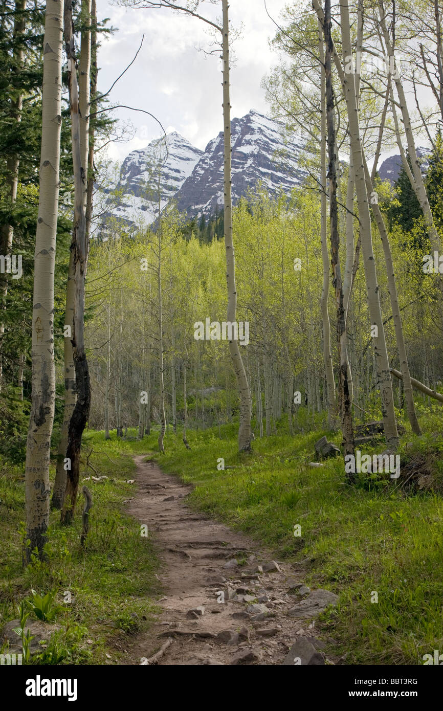 Il sentiero attraverso la foresta di Aspen Maroon picchi, Maroon Bells Snowmass deserto Colorado Foto Stock