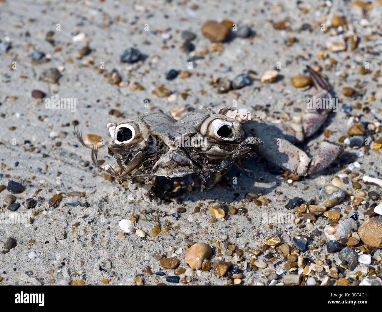 Resti di un granchio sulla spiaggia Foto Stock