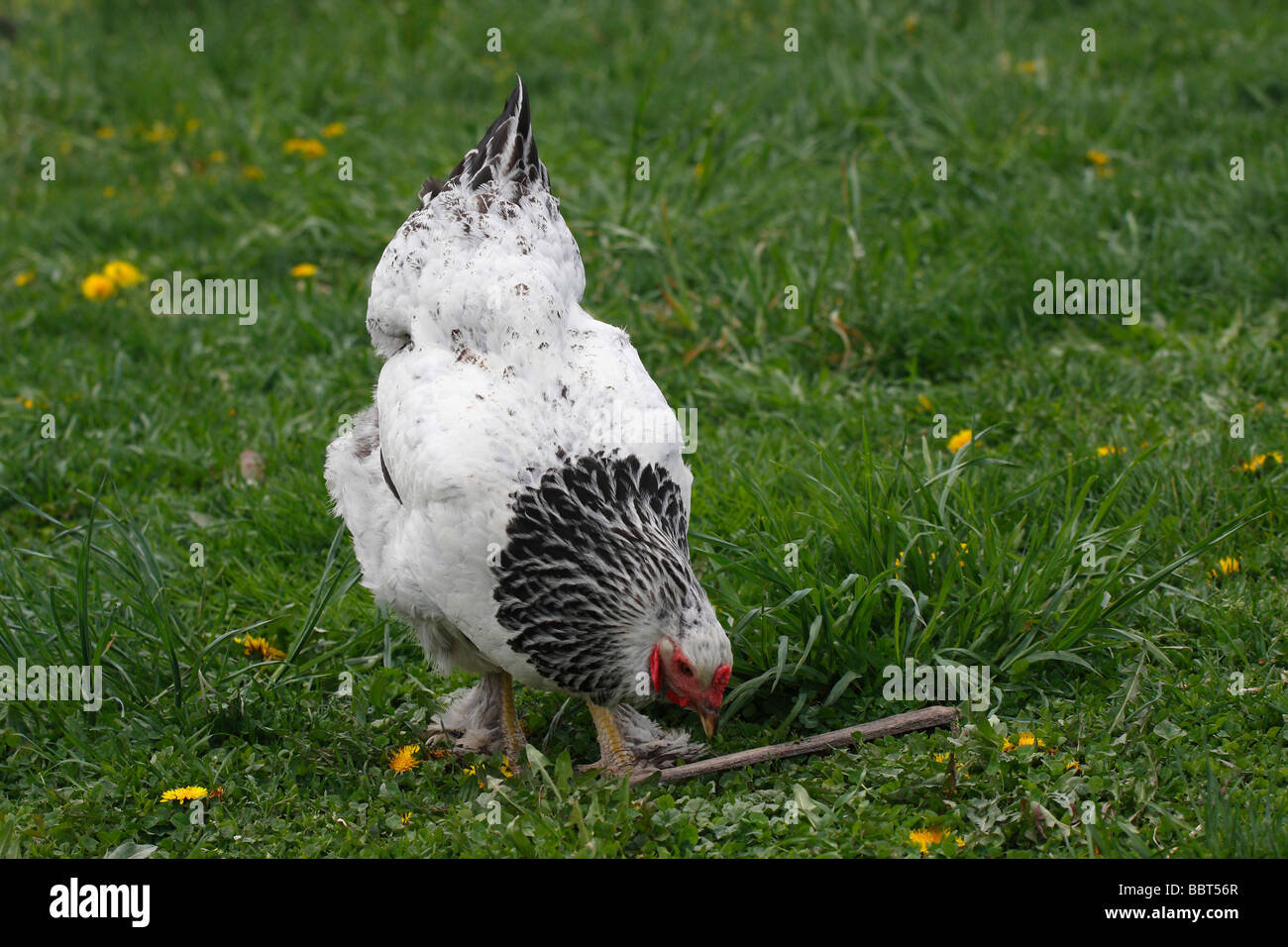 Agricoltura Brahma pollo domestico che mangia erba di gallina da allevamento femmina dall'alto npbody hi-res Foto Stock