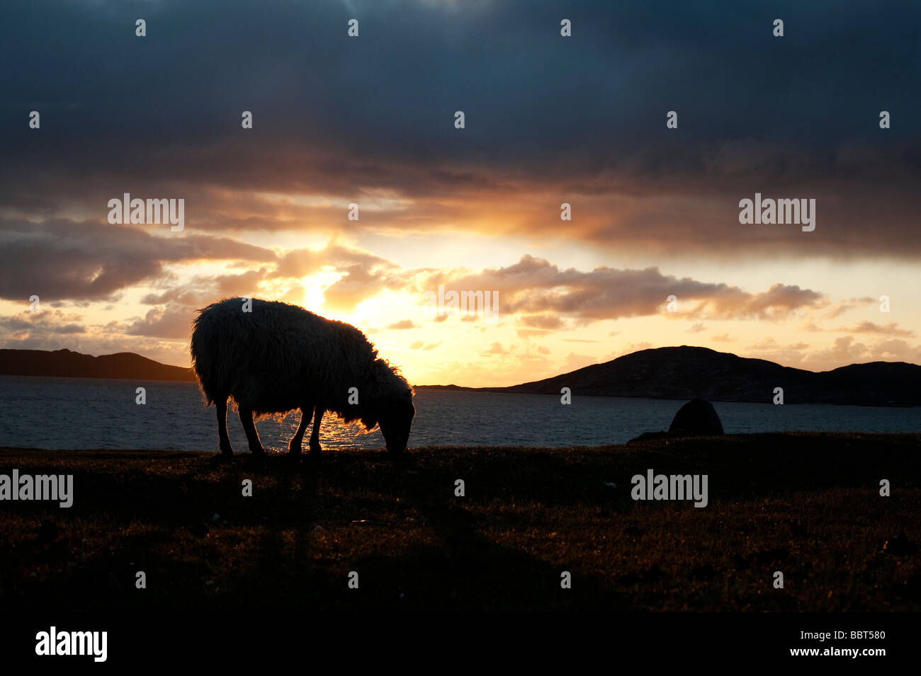 Pecora che pascola silhouette contro un tramonto sul suono di Taransay , Isle of Harris, Ebridi Esterne, Scozia Foto Stock