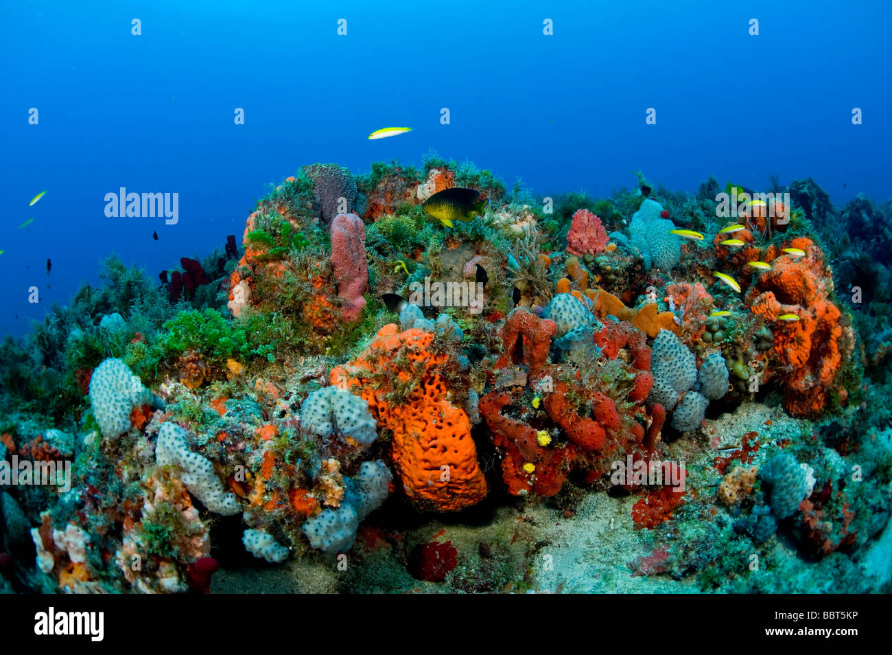 Coral Reef in Palm Beach County, FL. Bagnata dal forte corrente, le barriere coralline qui sono sani, ma sono minacciati dall'inquinamento Foto Stock