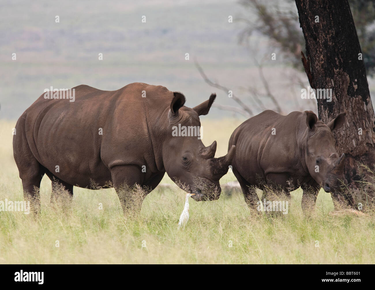 Rinoceronte bianco (Ceratotherium simum) rhino a due punte quadrate in piedi all'ombra. Una specie a rischio nel Parco Nazionale Kruger, Sud Africa. Foto Stock