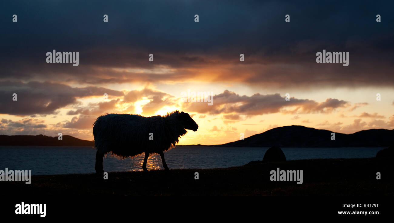 Silhouette di pecora contro un tramonto sul suono di Taransay , Isle of Harris, Ebridi Esterne, Scozia Foto Stock