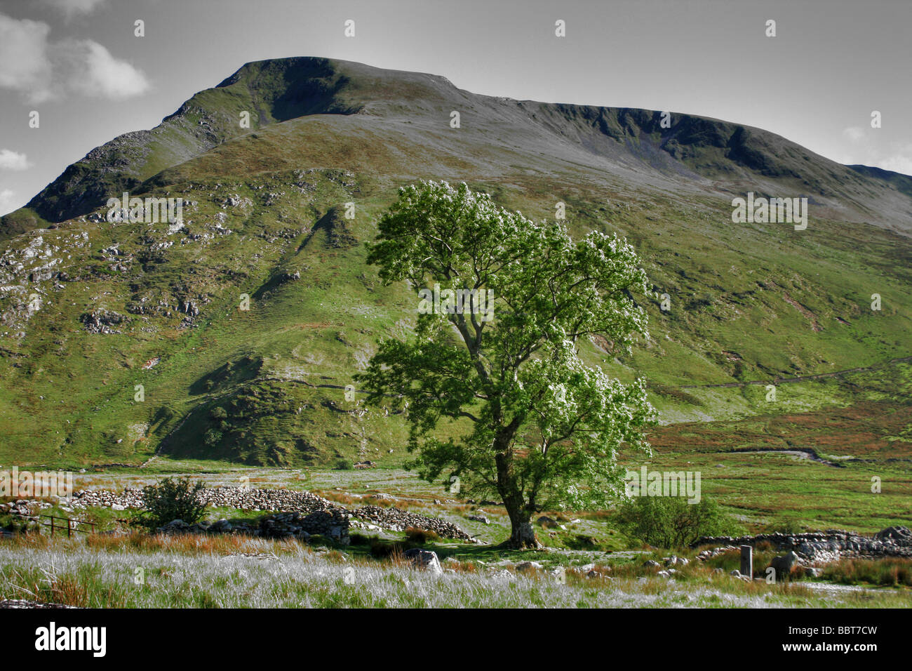 HDR di Lone Tree vicino Clogwyn Du'r Arddu Snowdonia National Park, Gwynedd, Galles Foto Stock