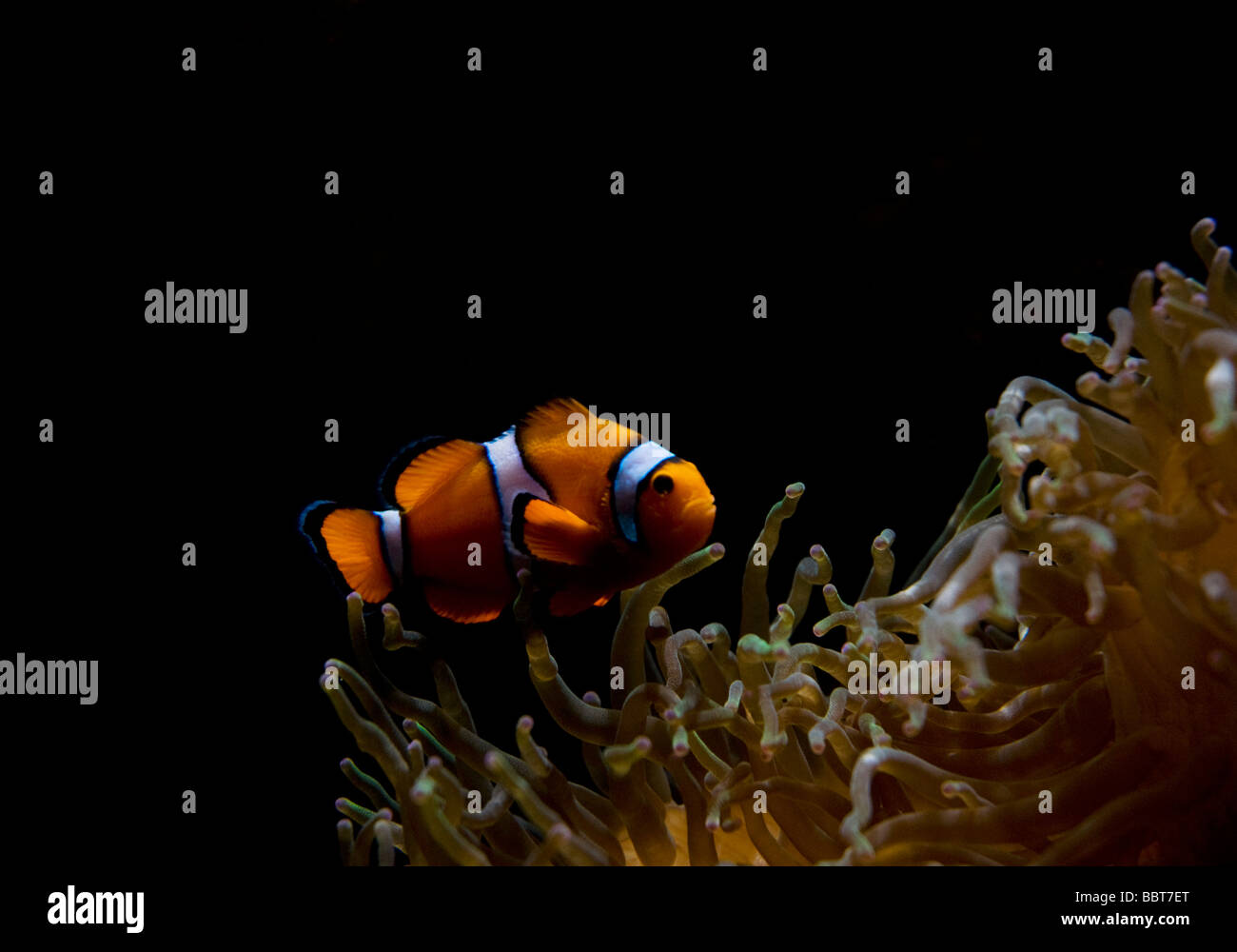 Un clownfish fotografato in cattività a Lisbona's Oceanarium Portogallo Foto Stock