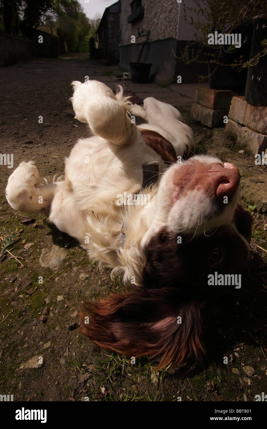 Springer Spaniel. Foto Stock