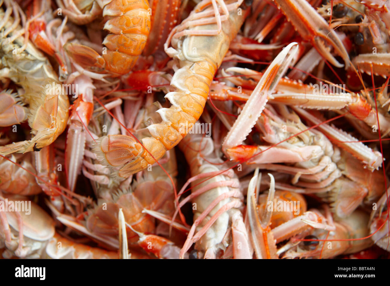 Fresh West Coast Langoustine, Highlands scozzesi Foto Stock