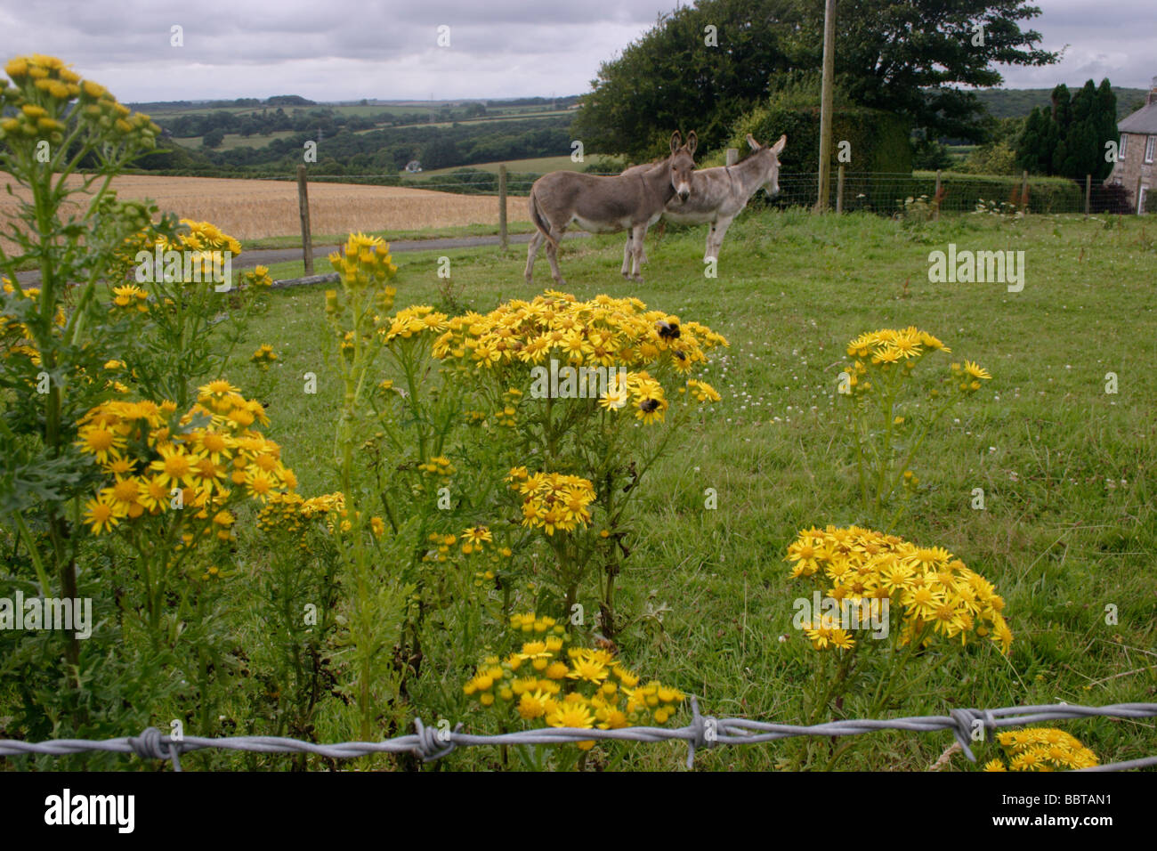 Comune di erba tossica Senecio jacobaea Asteraceae in un campo con gli asini REGNO UNITO Foto Stock