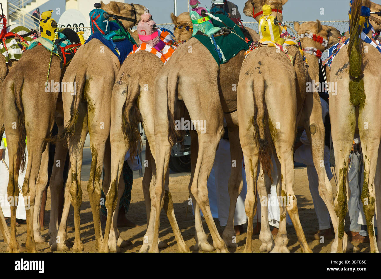 Dubai Camel racing con robot fantino Foto Stock