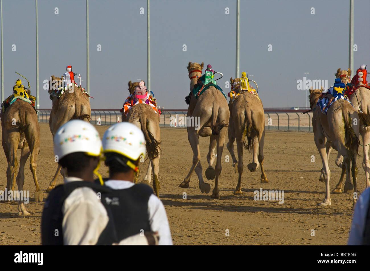 Dubai Camel racing con robot fantino Foto Stock