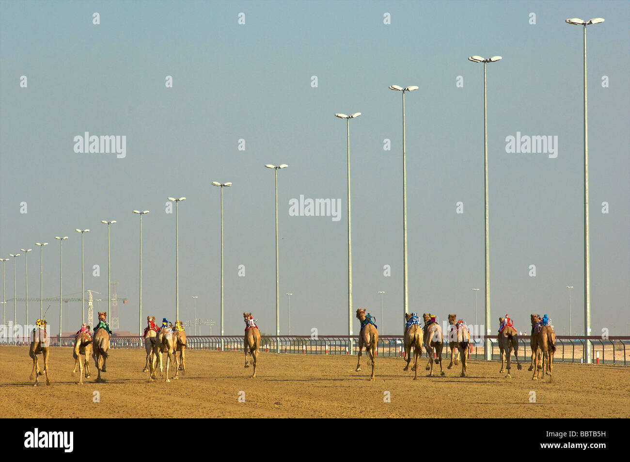 Dubai Camel racing con robot fantino Foto Stock