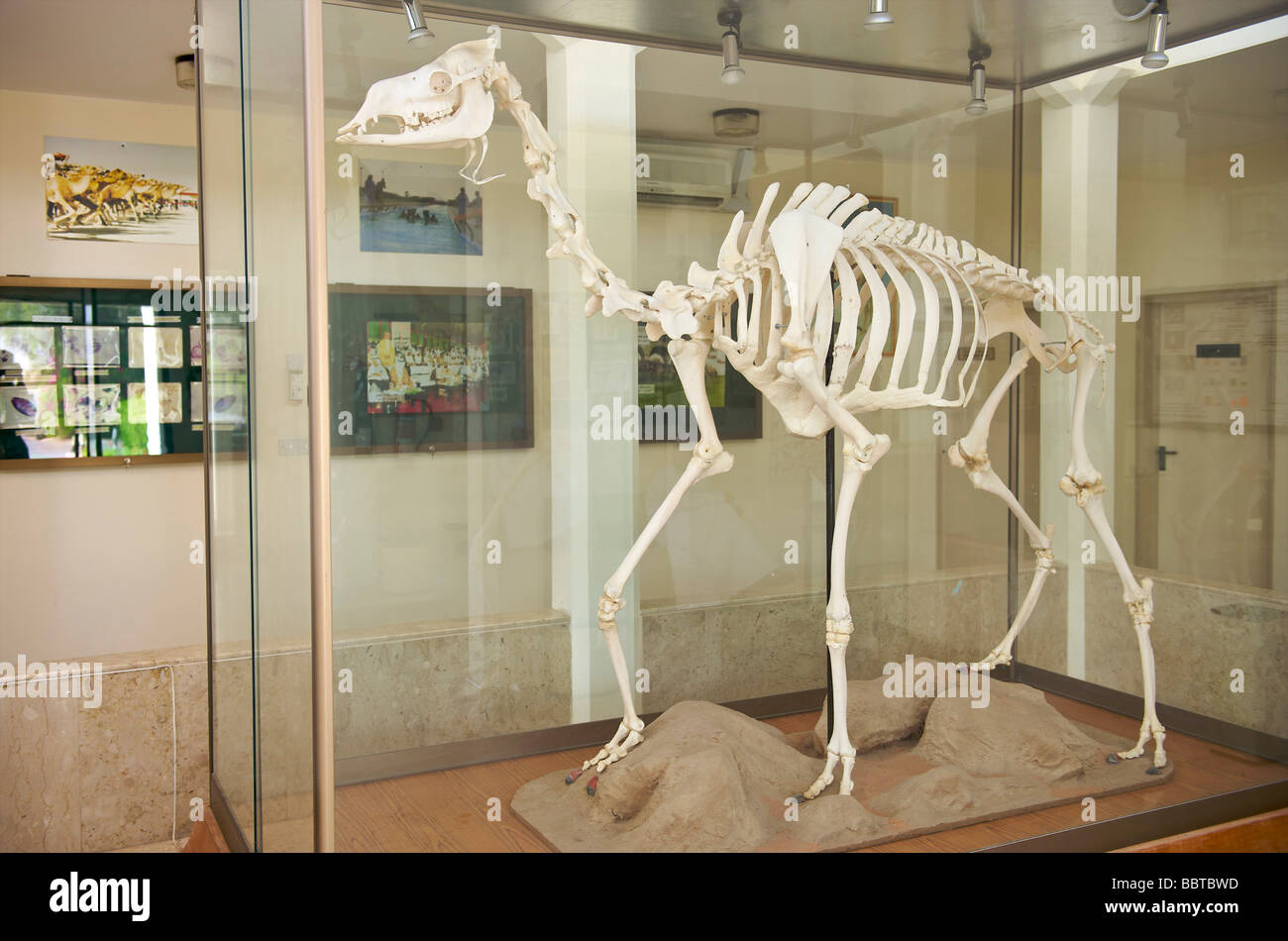 Dubai scheletro del cammello visualizzato nella clinica di cammello Foto Stock