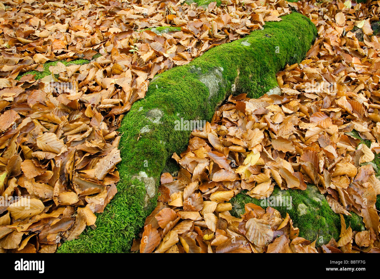 Foglie di autunno in una foresta di Picos de Europa Shire di Liebana Cantabria Spagna Foto Stock