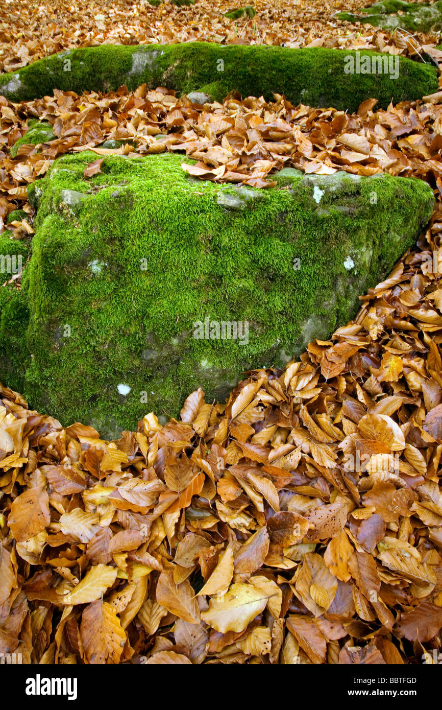 Foglie di autunno in una foresta di Picos de Europa Shire di Liebana Cantabria Spagna Foto Stock