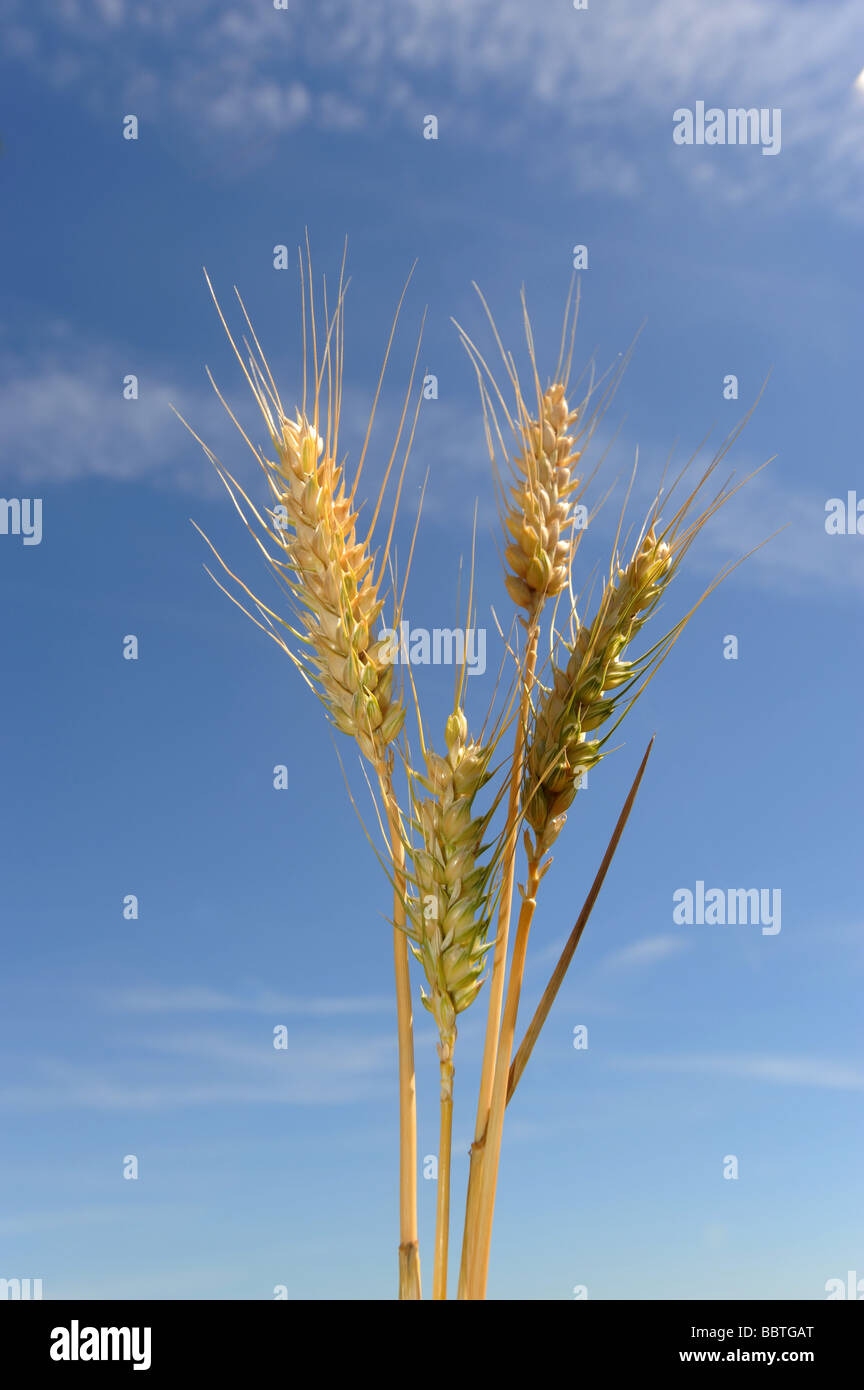 Le orecchie di orzo maturazione contro un cielo blu Foto Stock