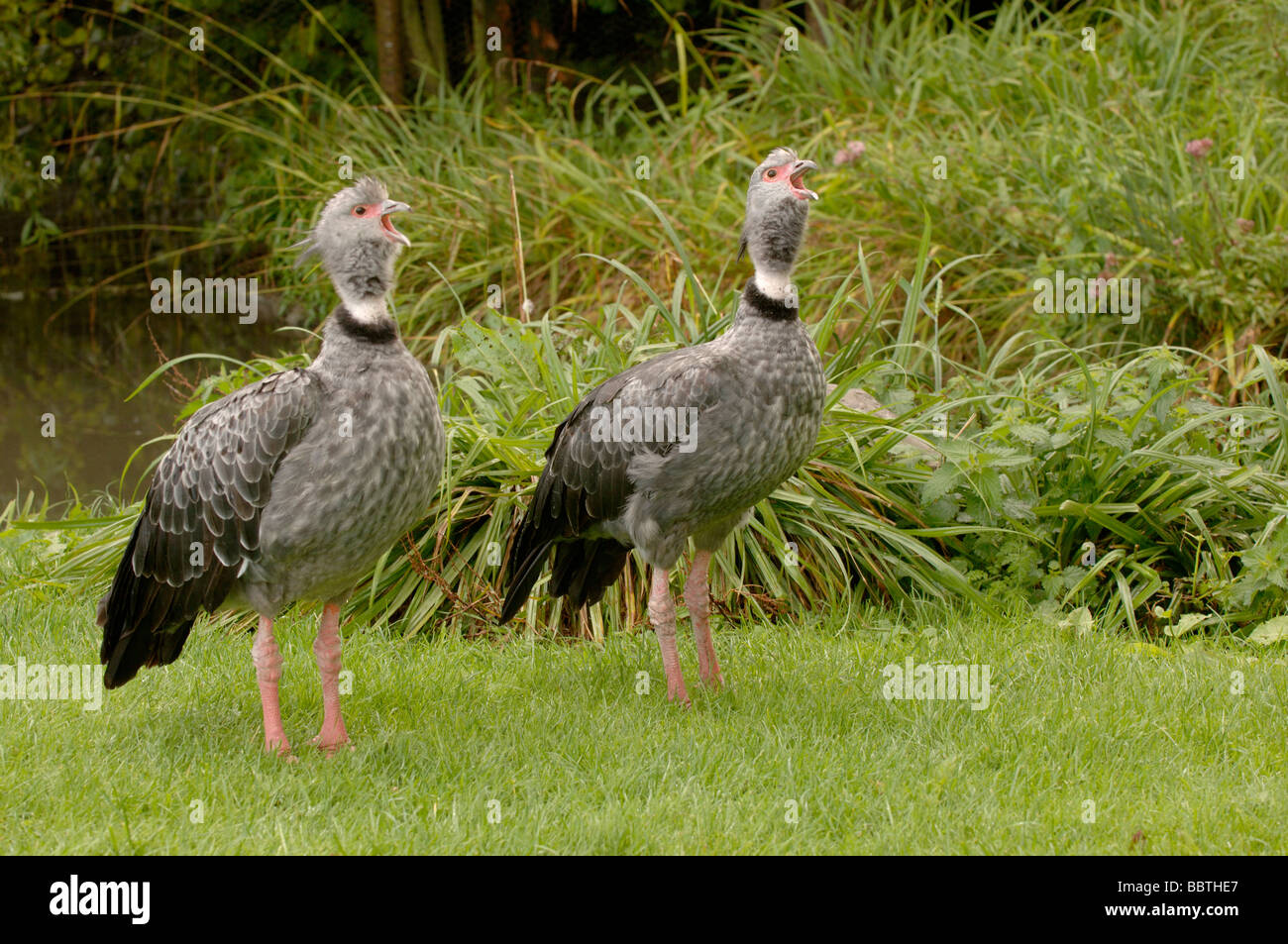 Crested Screamer Chauna torquata Foto Stock