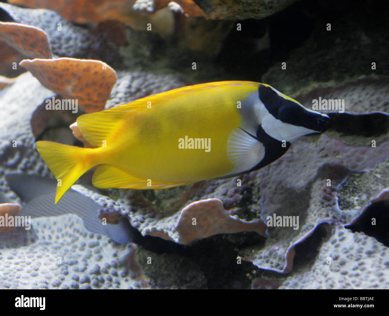 Foxface Rabbitfish, Siganus vulpinus, Siganidae, Perciformes. Giallo tropicale pesci marini da ovest Oceano Pacifico. Foto Stock