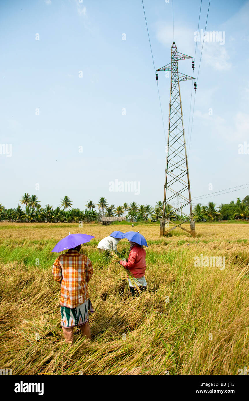 I lavoratori agricoli, India Foto Stock