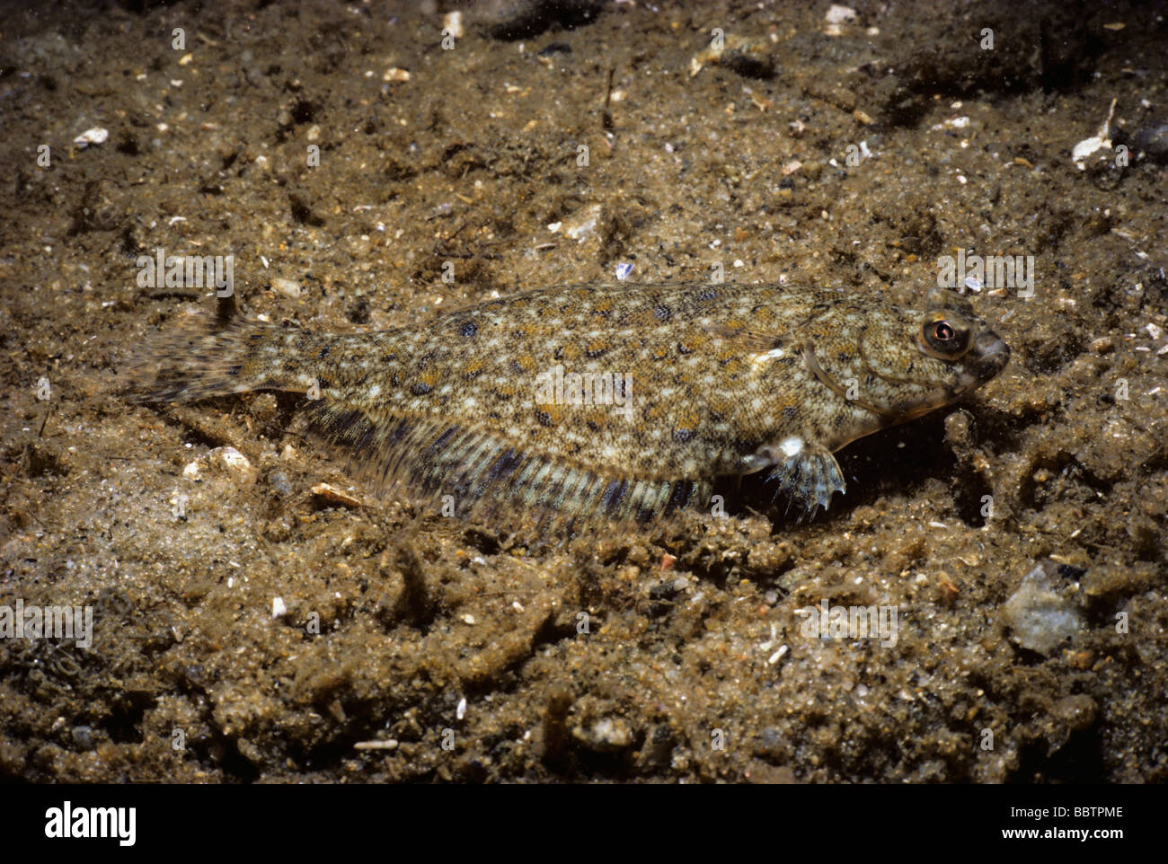 La Passera pianuzza mimetizzata nel fondo di sabbia New England USA Oceano Atlantico Foto Stock