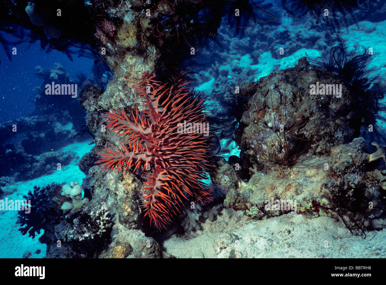 La corona di spine Starfish mangiare Coral Mar Rosso Foto Stock