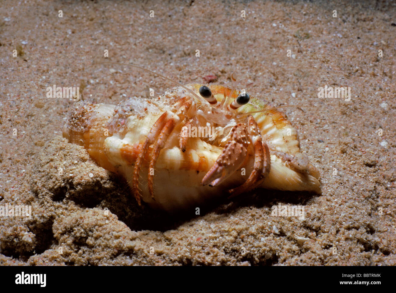 Granchio di Hermit scava il foro per la preparazione di cellule Molt mare rosso Foto Stock