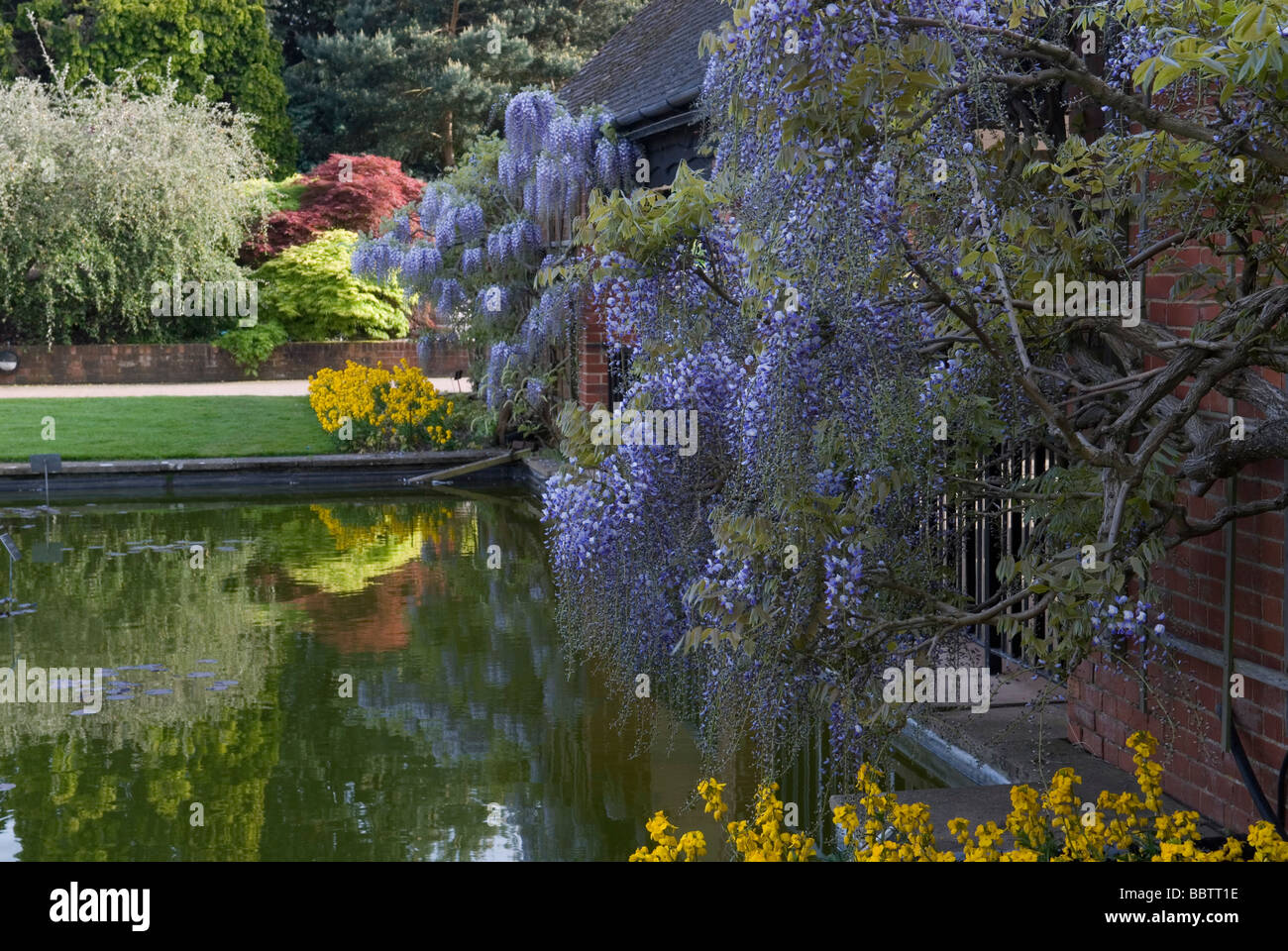 FLORIBUNDA GLICINE IN FIORE OLTRE LOGGIA Foto Stock