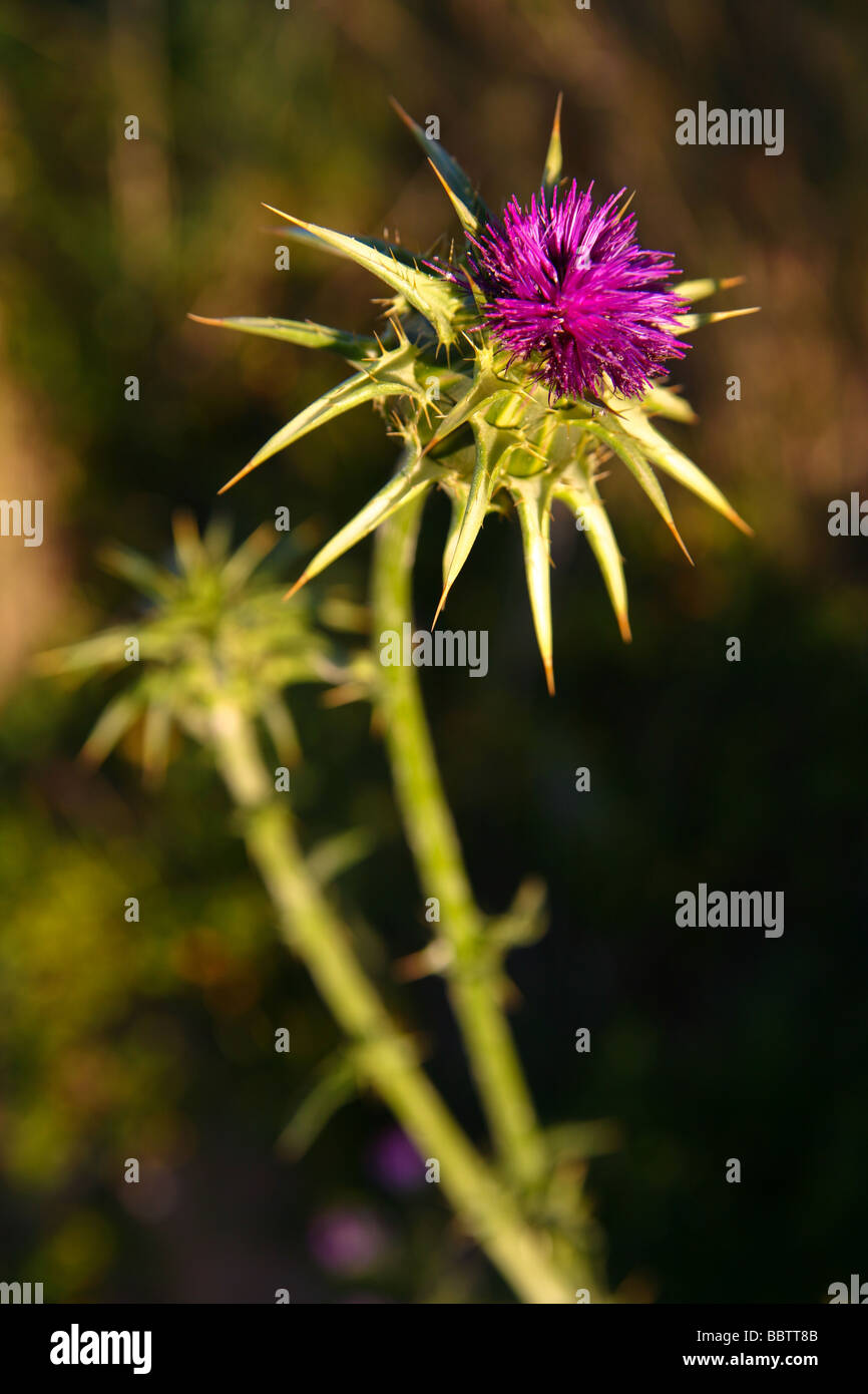 Beato thistle cardo mariano Foto Stock