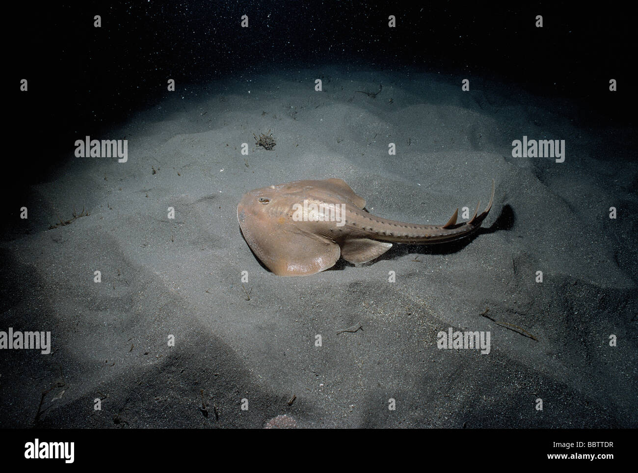 Thornback Ray Platyrhinoidis triseriata sul fondo sabbioso Isole del Canale California USA Oceano Pacifico Foto Stock