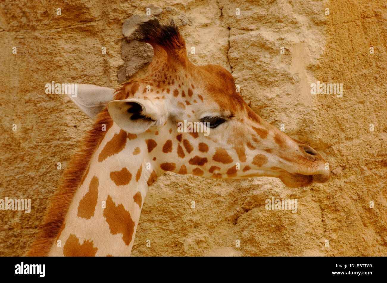 O nigeriano West African Giraffa Giraffa camelopardalis peralta in via di estinzione Foto Stock