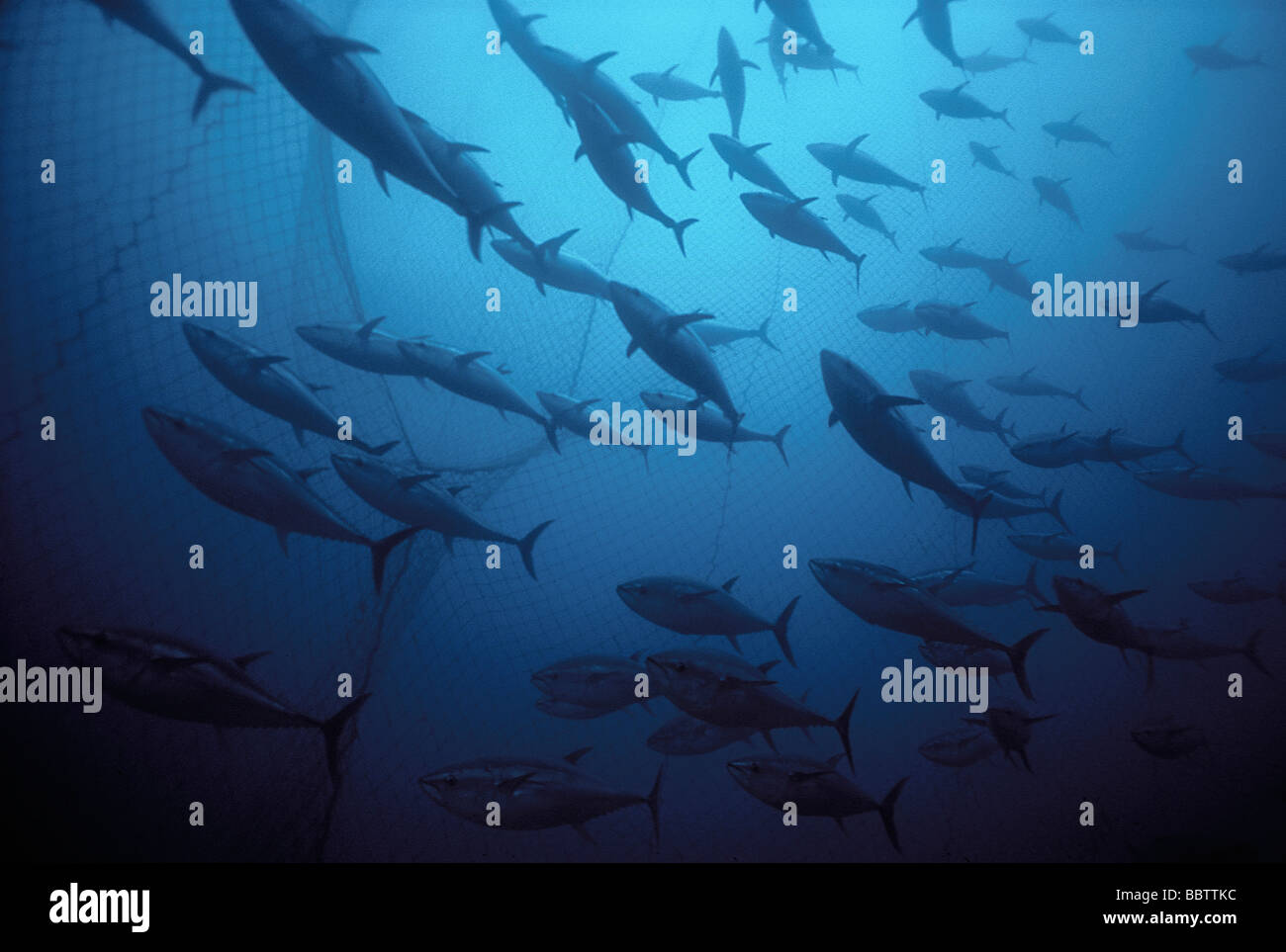 Giant Tonno rosso Thunnus thynnus nuotare entro le reti da pesca che finiranno per formare la camera della morte Foto Stock