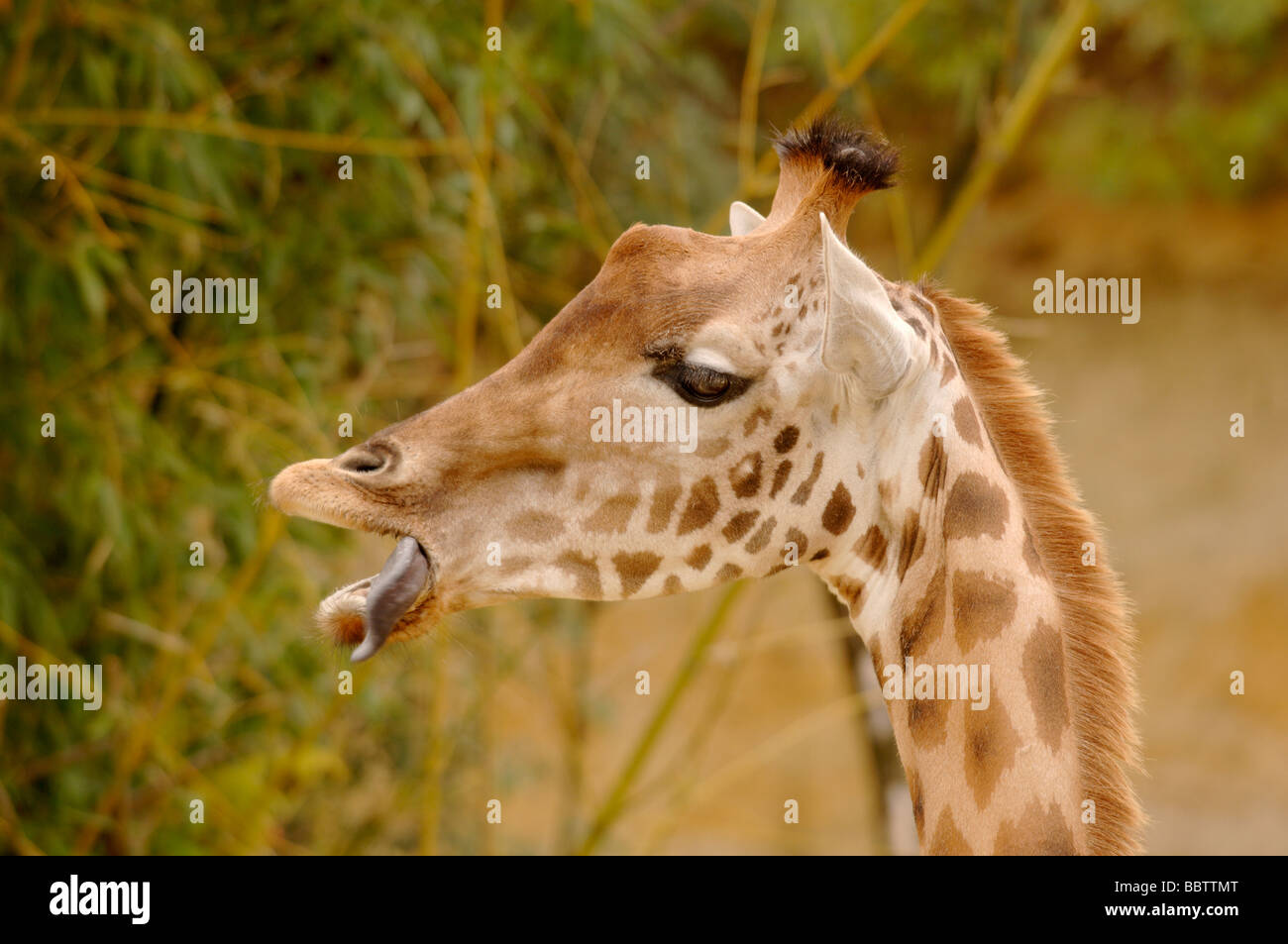 O nigeriano West African Giraffa Giraffa camelopardalis peralta in via di estinzione Foto Stock