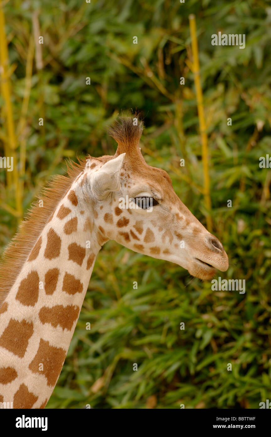 O nigeriano West African Giraffa Giraffa camelopardalis peralta in pericolo i capretti Foto Stock