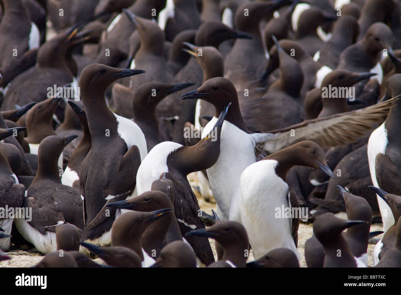 Guillemot colony Foto Stock