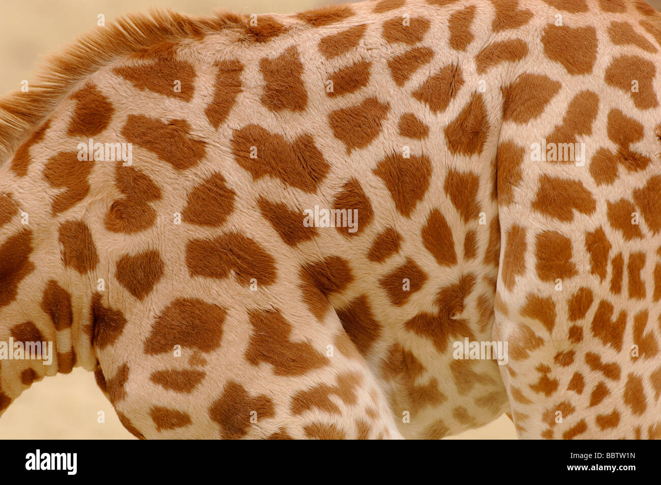 O nigeriano West African Giraffa Giraffa camelopardalis peralta in via di estinzione Foto Stock