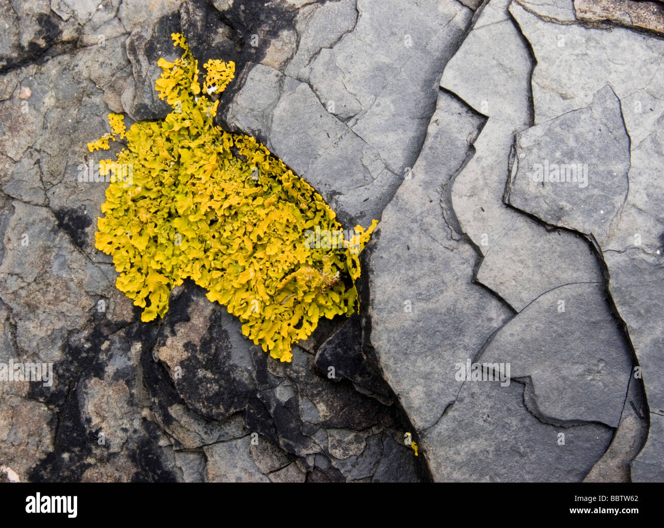 Giallo brillanti licheni crescono su fiocchi scuri dello scisto Foto Stock