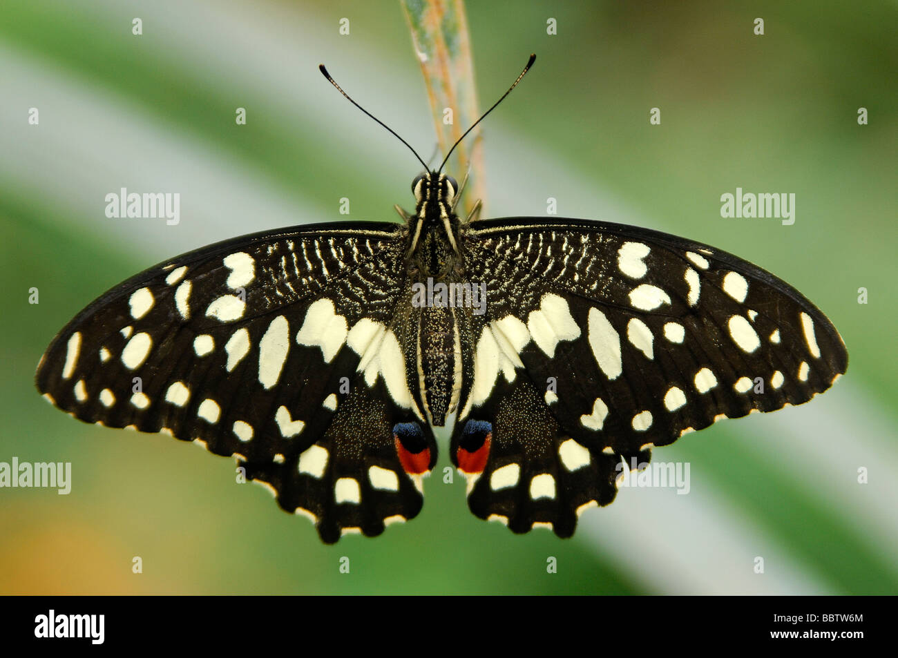 Colorata eye spot sull'ala di un agrume a coda di rondine, Butterfly Papilio demodocus Foto Stock