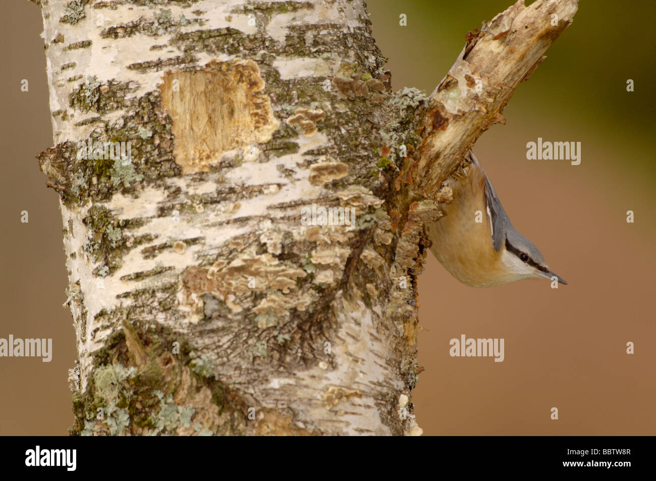 Picchio muratore Sitta europaea fotografato NEL REGNO UNITO Foto Stock