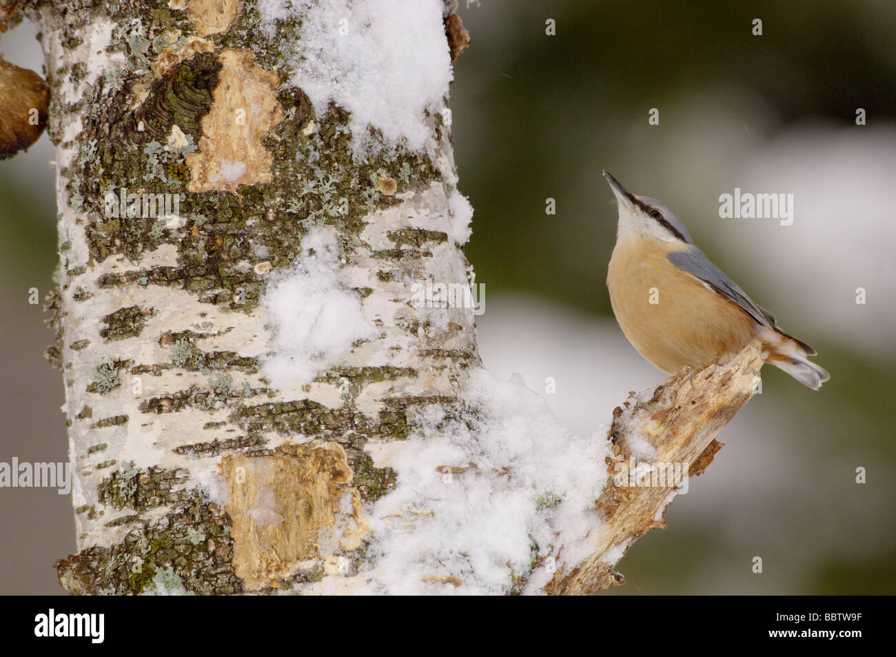 Picchio muratore Sitta europaea in snow fotografato NEL REGNO UNITO Foto Stock
