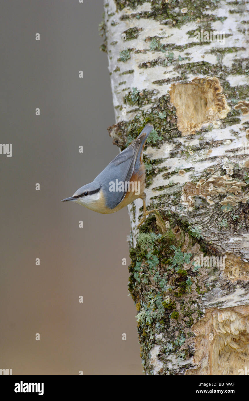 Picchio muratore Sitta europaea fotografato NEL REGNO UNITO Foto Stock