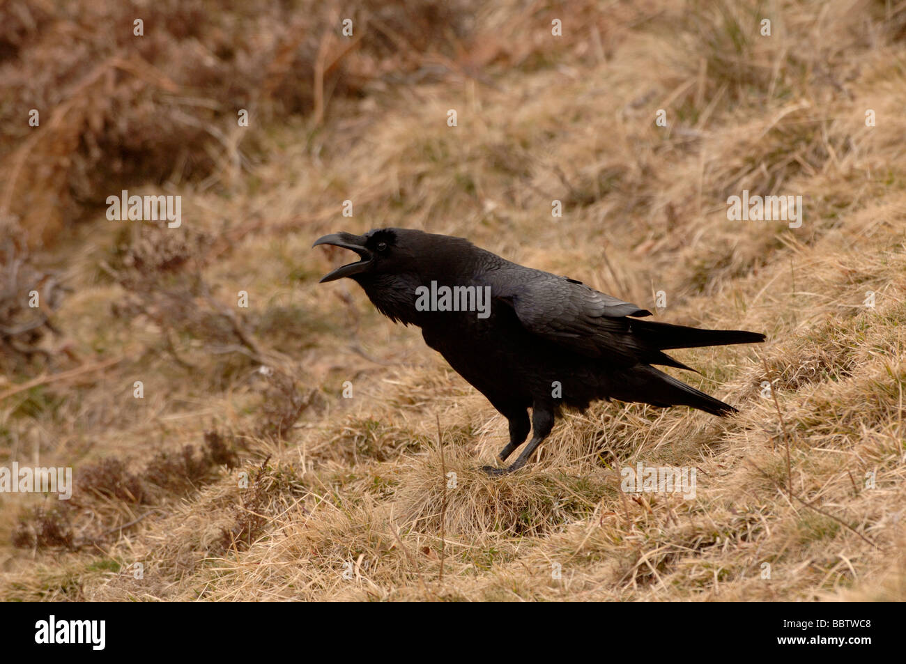 Nord del Corvo imperiale Corvus corax gracchia chiamando Foto Stock