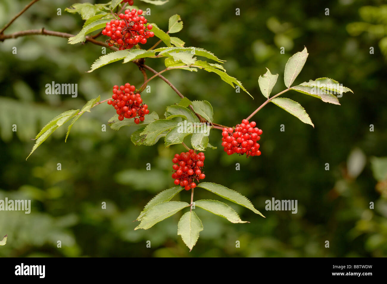 A bacca rossa Elder Sambucus racemosa con bacche fotografato in Pirenei francesi Foto Stock