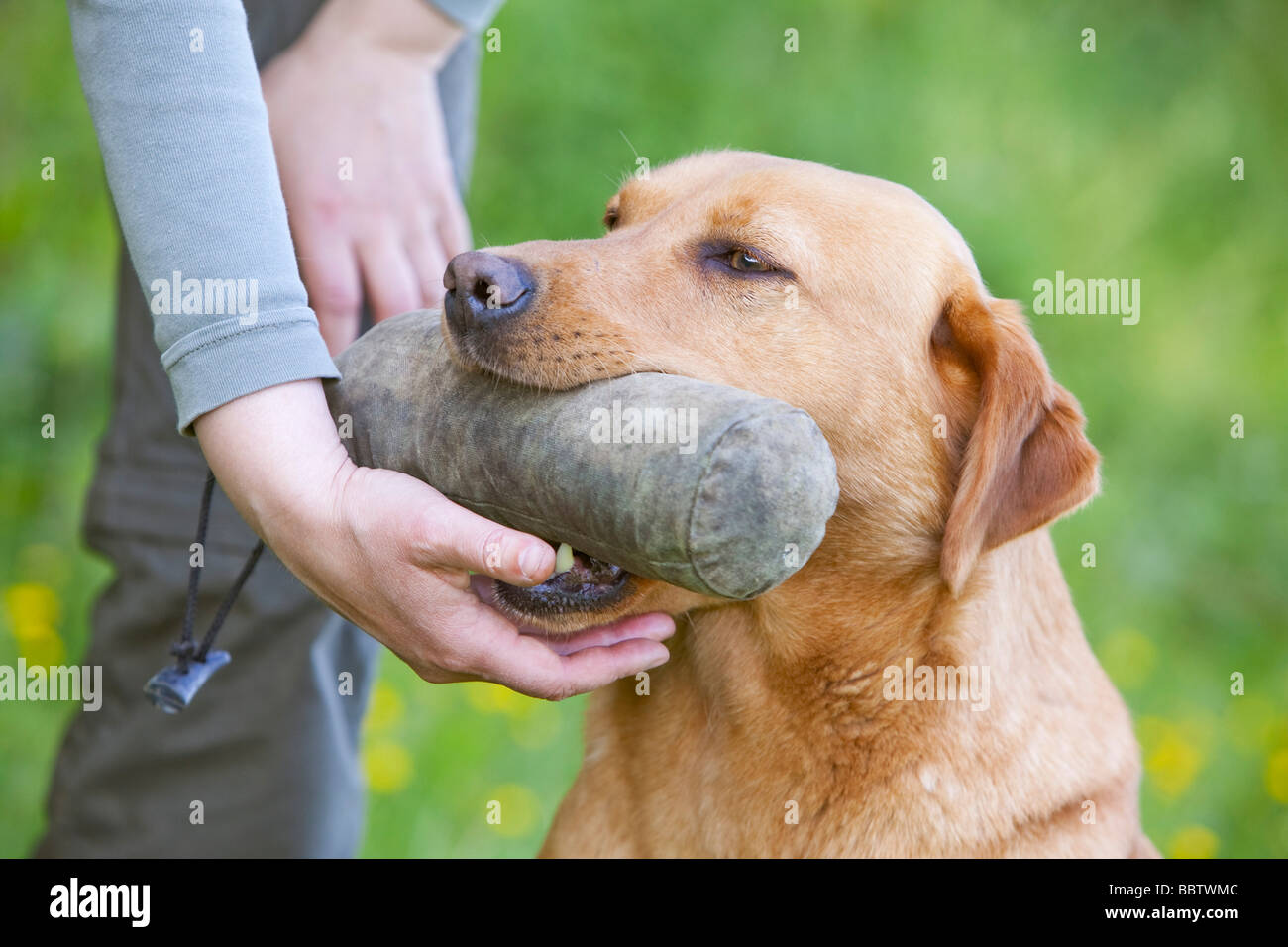 Giallo labrador retriever cane da lavoro Foto Stock