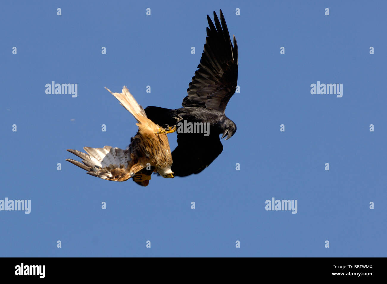 Nibbio reale Milvus milvus e il Corvo imperiale Corvus corax combattimenti in volo fotografato in Galles Foto Stock