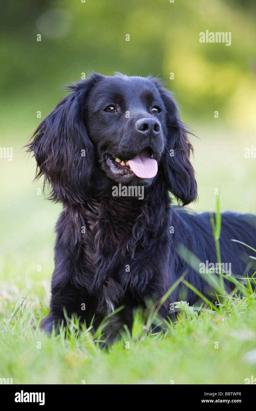 Nero cocker spaniel cane da lavoro Foto Stock