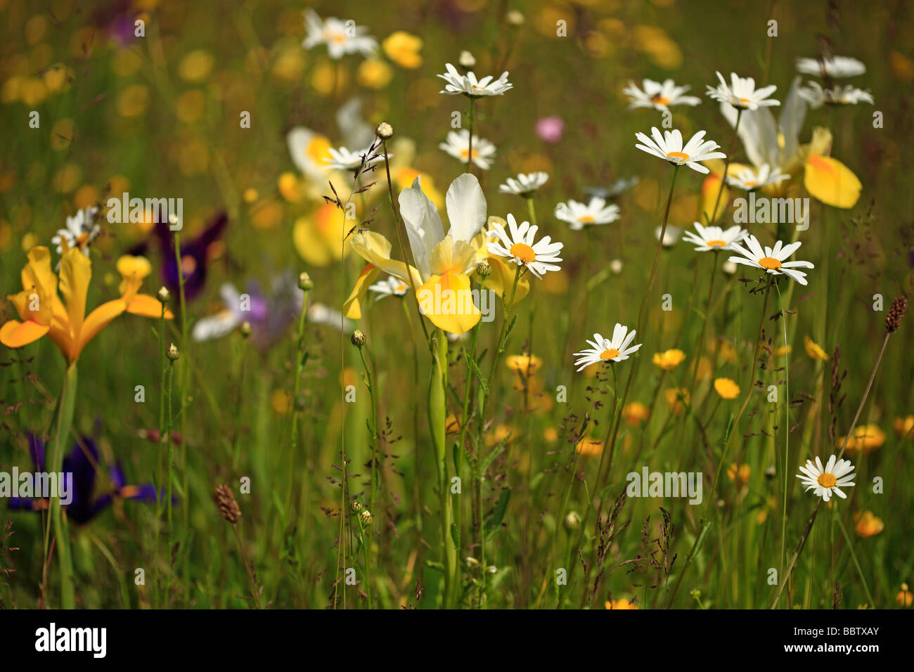 Colorati prati fioriti in primavera Foto Stock