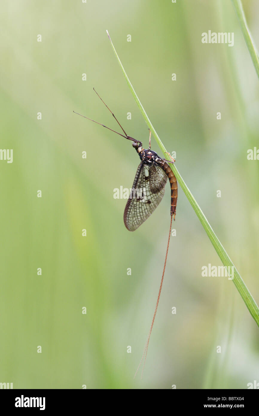 Un comune Mayfly ephemera vulgata appoggiata in erba lunga Foto Stock