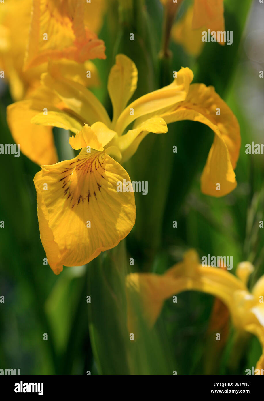 BANDIERA GIALLA Iris pianta 20 Semi