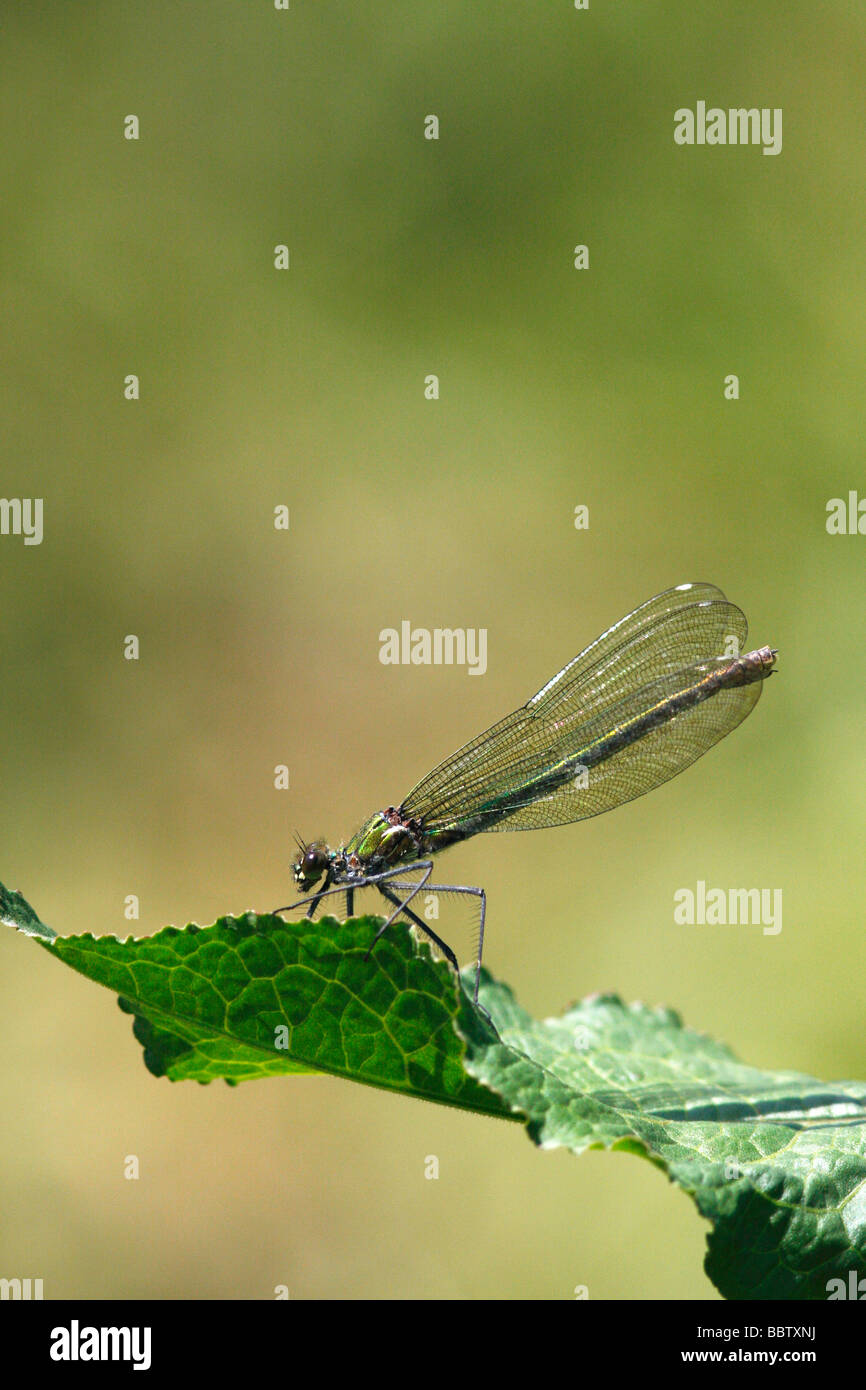 Femmina Demoiselle nastrati blackwings nastrati nastrare agrion Calopteryx splendens a riposo Foto Stock