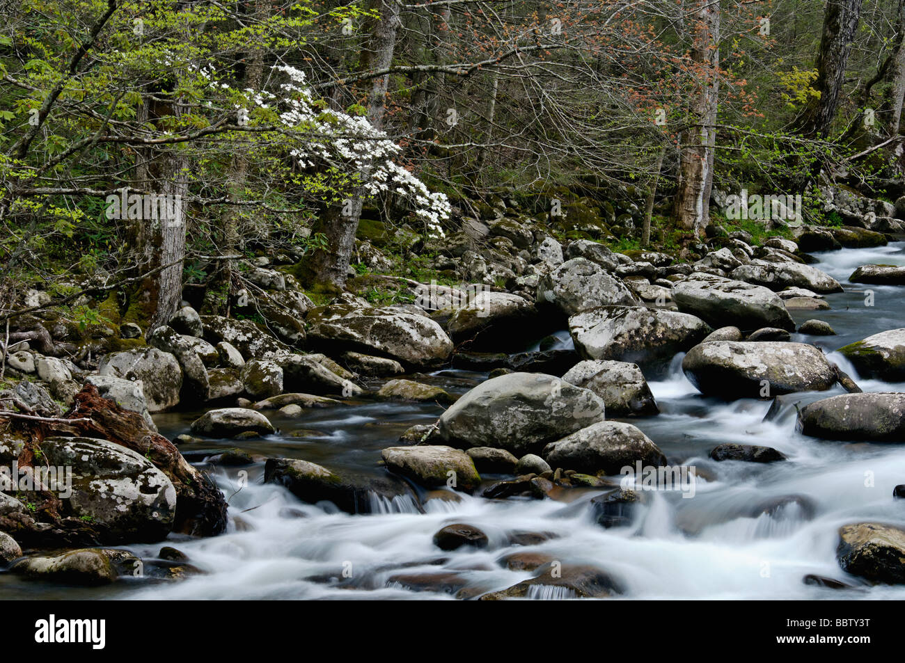 La molla Sanguinello sul polo centrale del piccolo fiume in Tremont nel Parco Nazionale di Great Smoky Mountains Tennessee Foto Stock