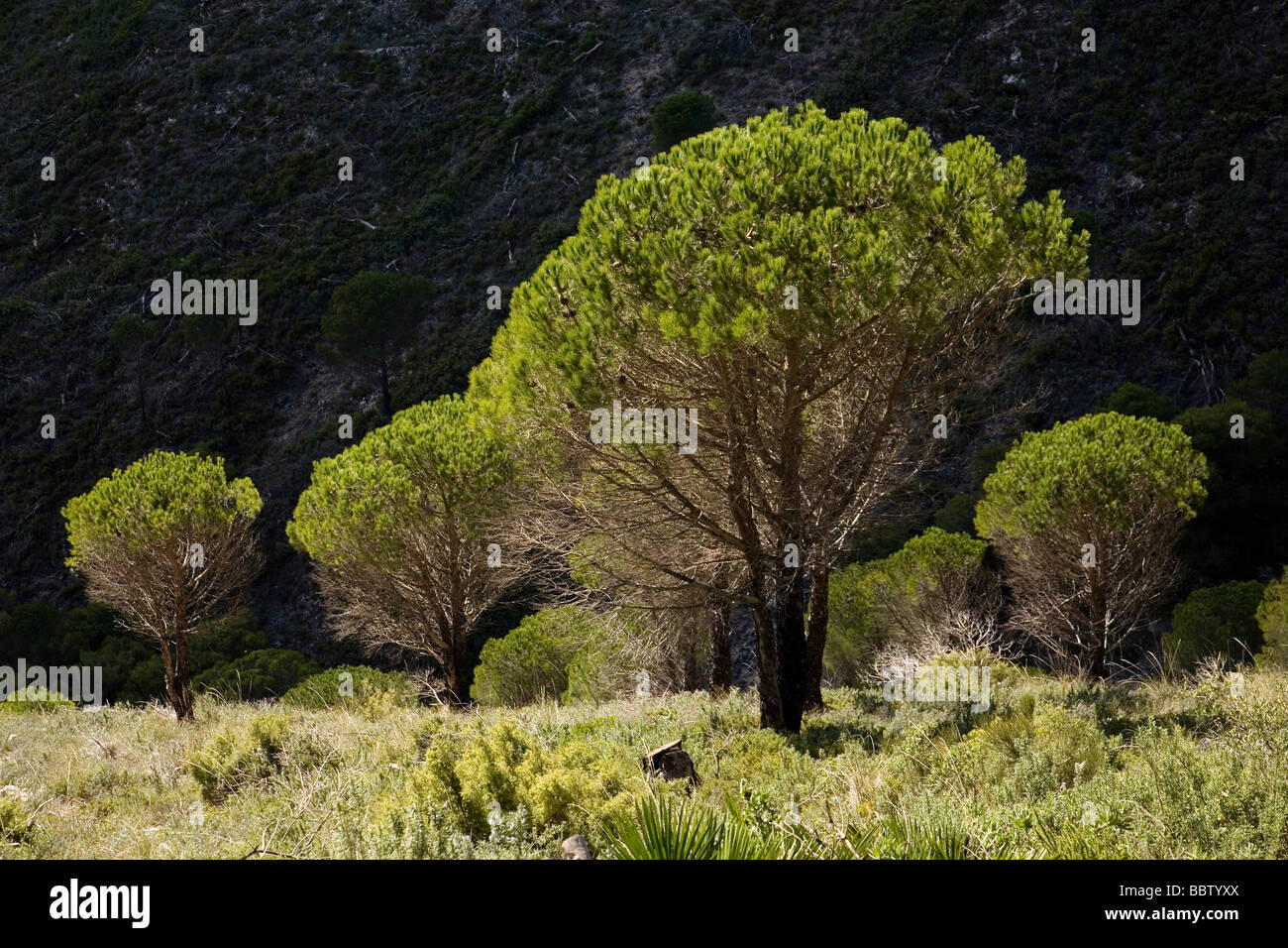 Bosque Mediterraneo Pinos Sierra Mijas Málaga Andalucía España foresta mediterranea pini della Sierra de Mijas Malaga Andalusia Spagna Foto Stock